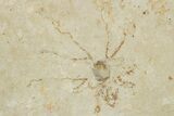 Detailed Fossil Dragonfly w/ Floating Crinoids - Solnhofen #334673-3